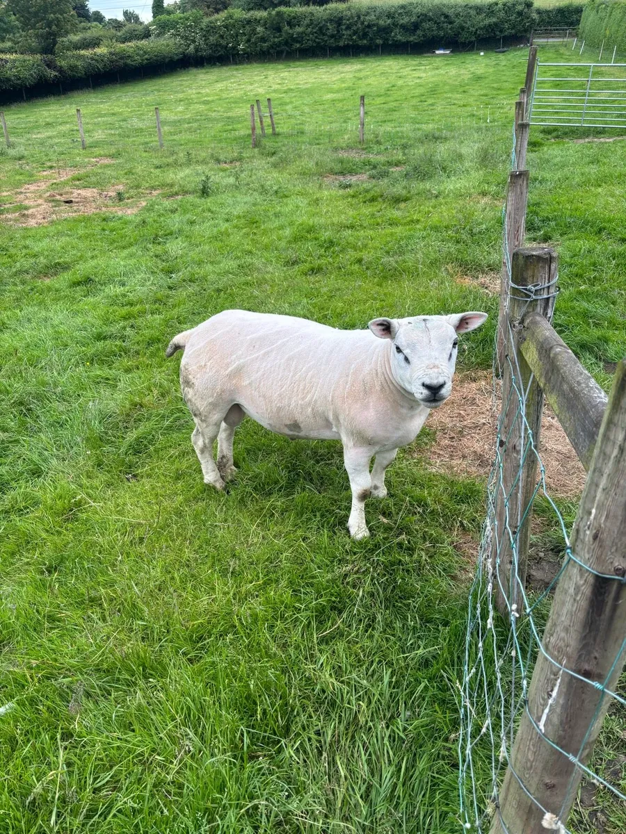 Hogget rams - Image 2