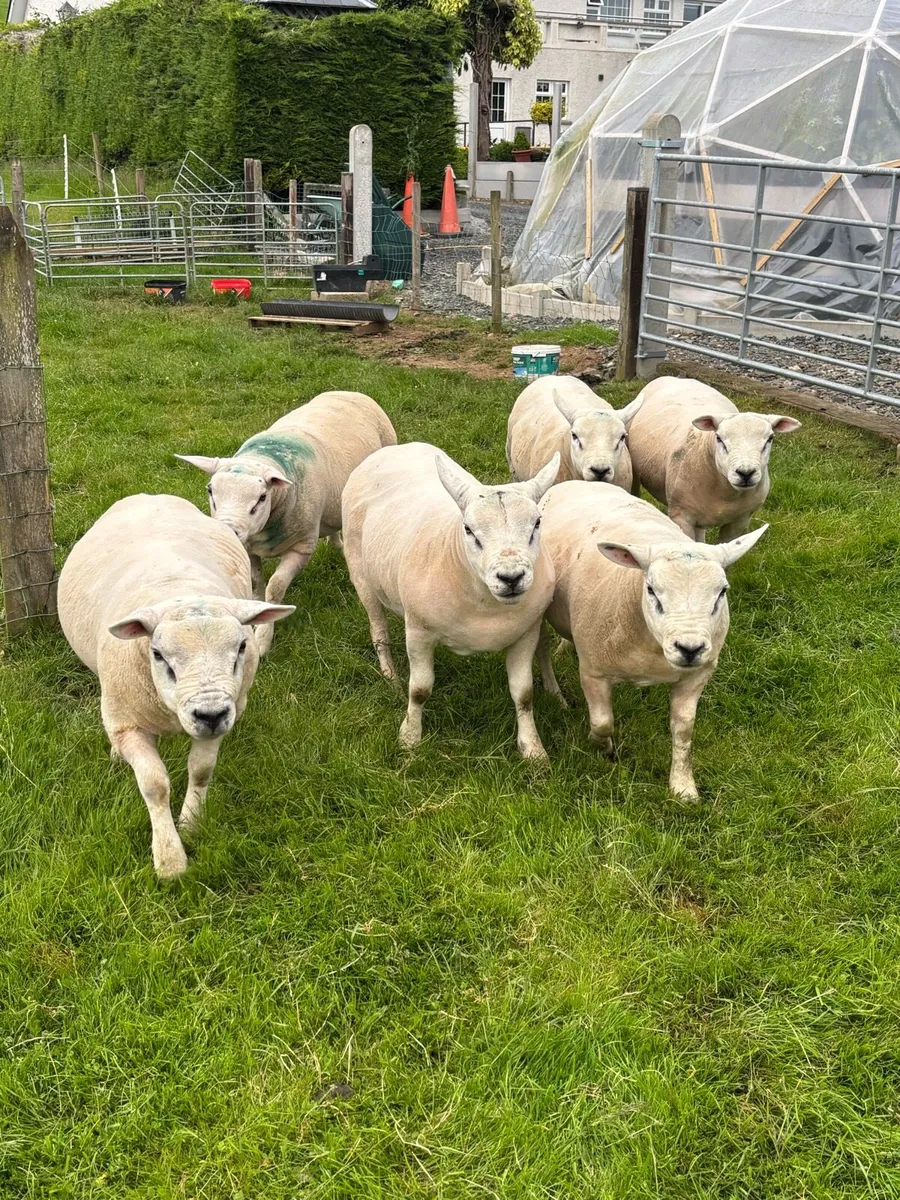 Hogget rams - Image 3