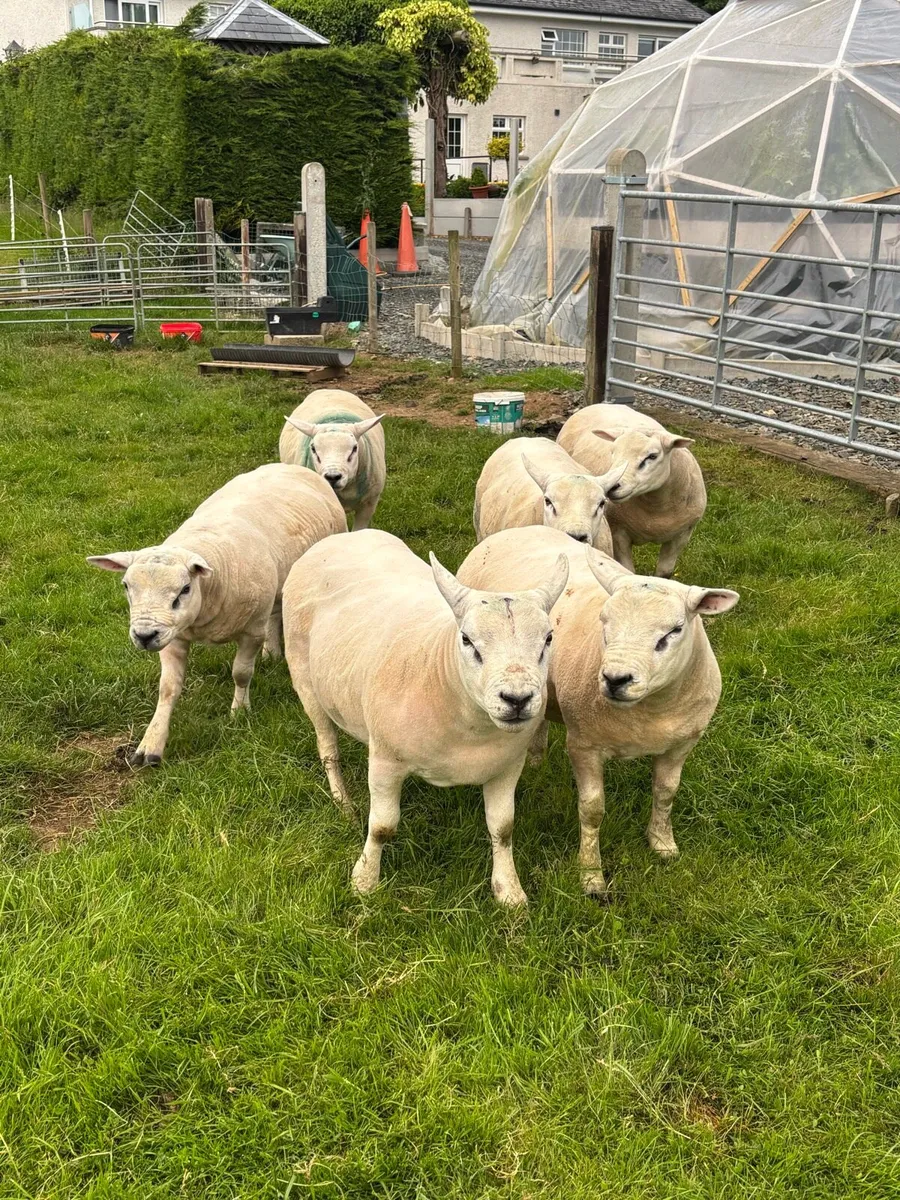 Hogget rams - Image 4