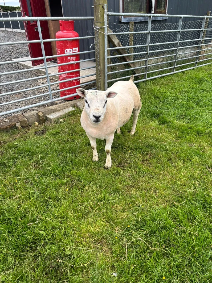 Hogget rams - Image 1