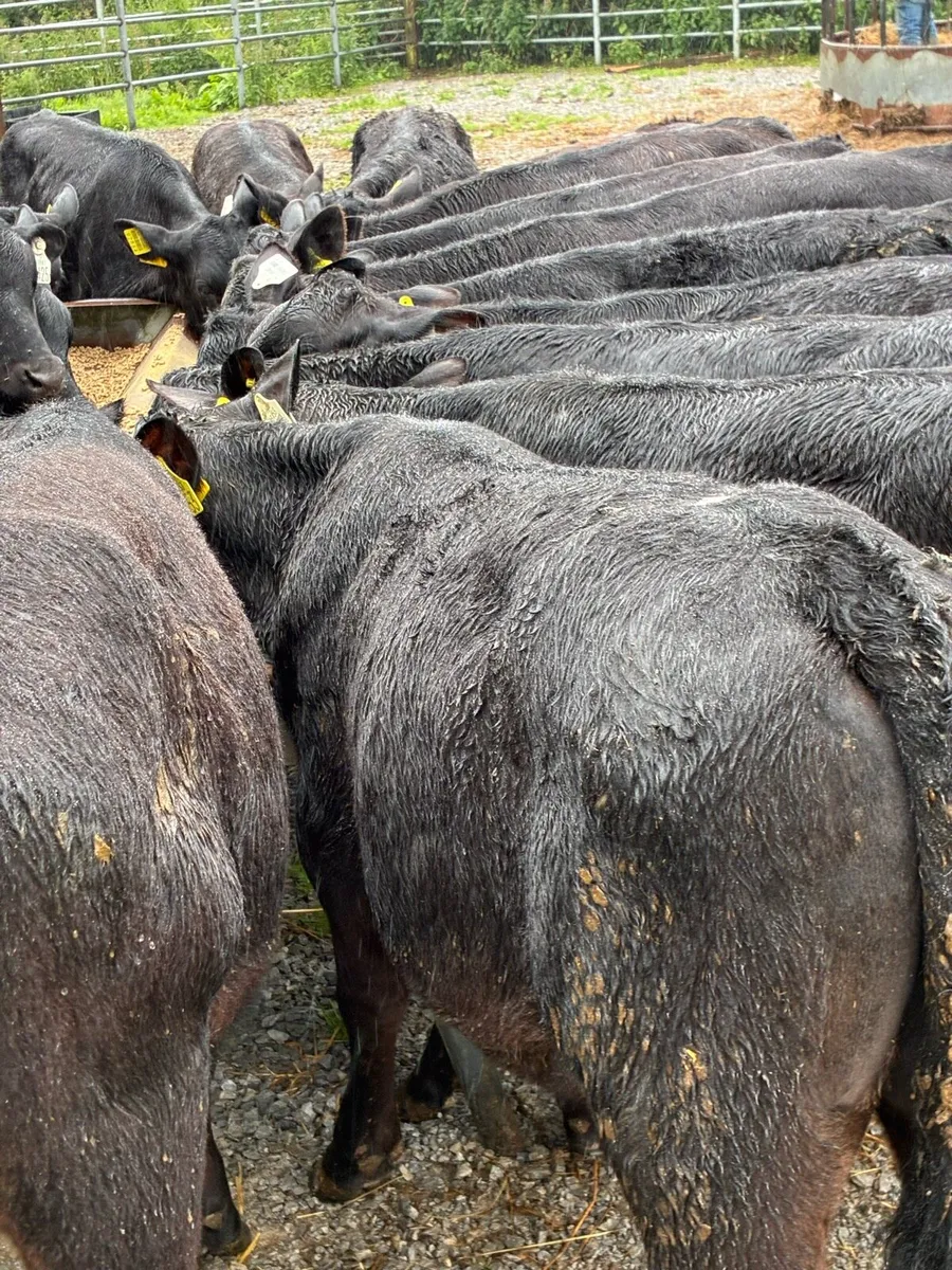 50 SUPER QUALITY GRASS RUNNERS/WEANLINGS - Image 2