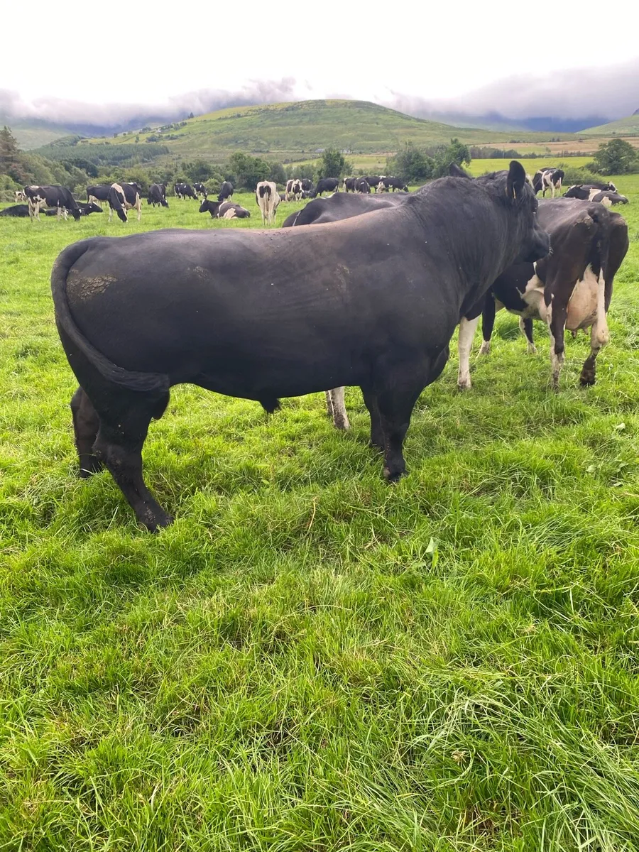 AA Purebred Bull - Image 1