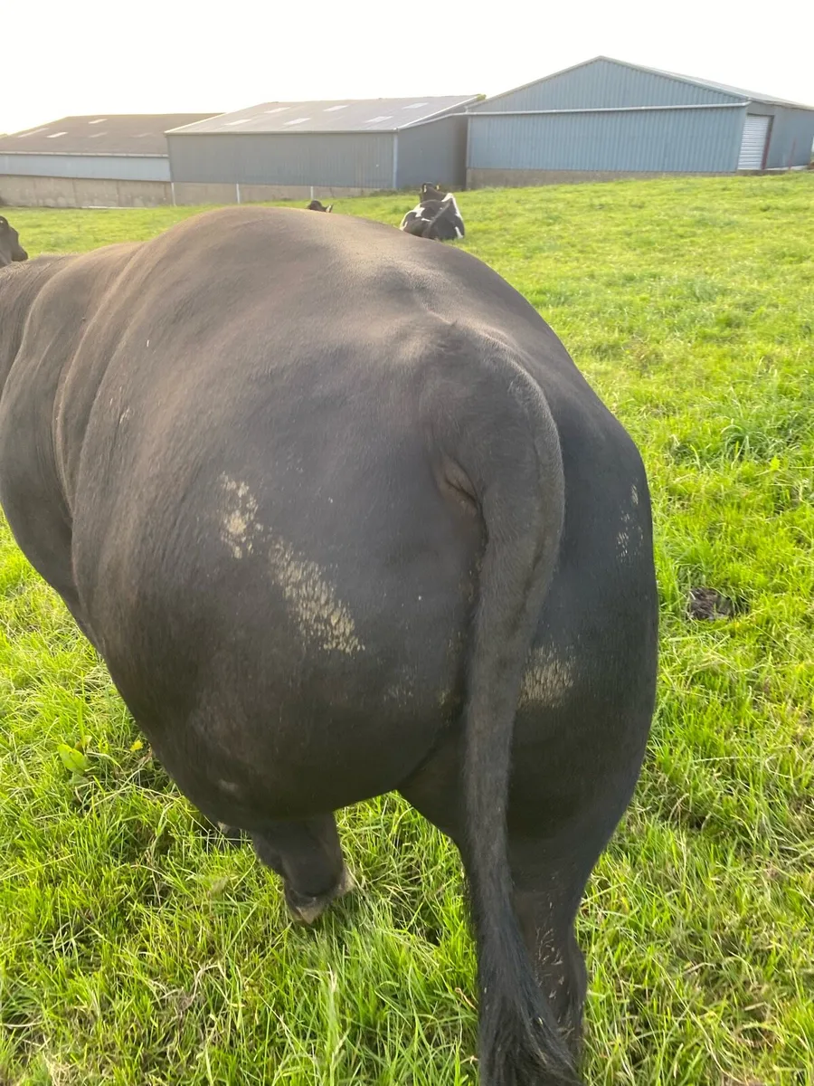 AA Purebred Bull - Image 2