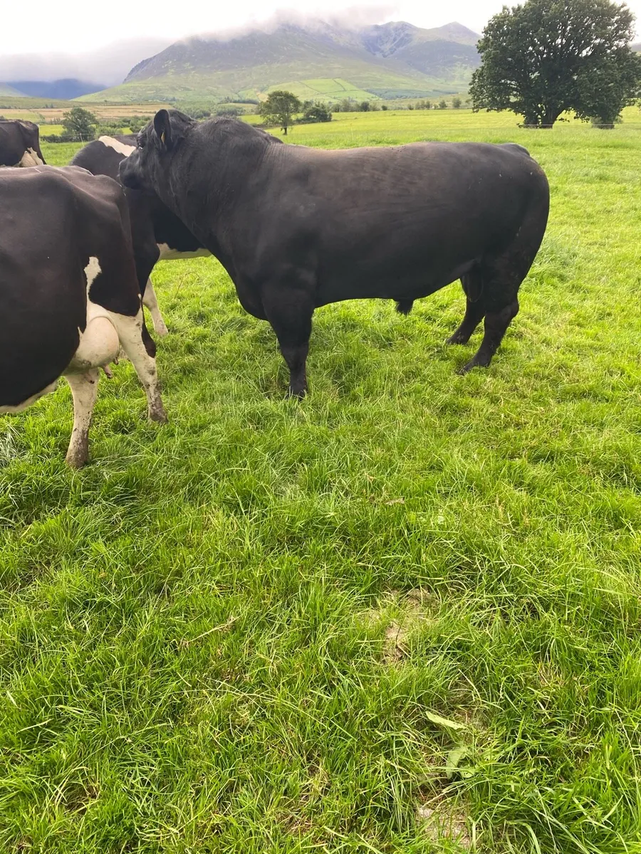 AA Purebred Bull - Image 4