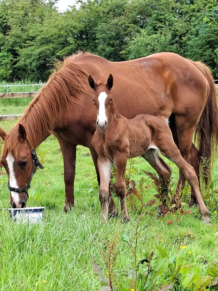 Mare and foal - Image 1