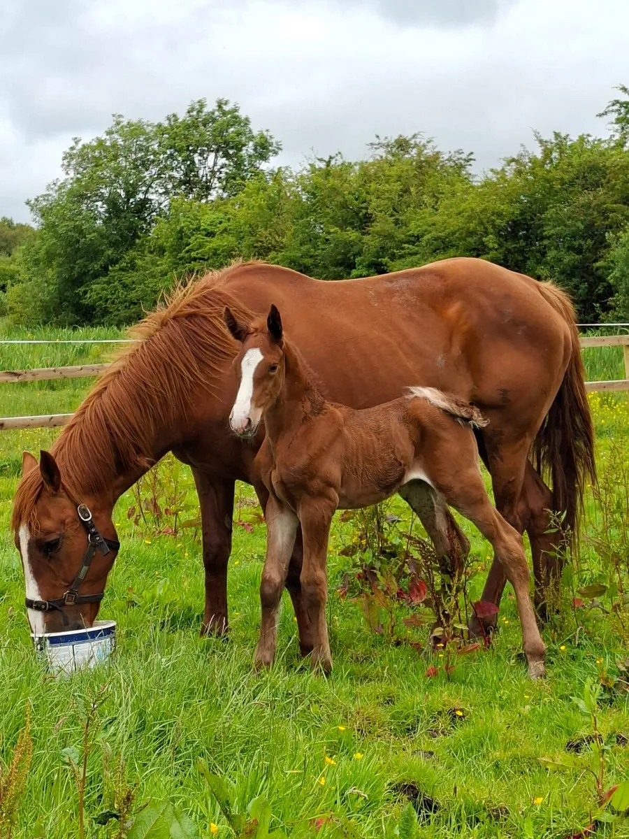 Mare and foal - Image 2