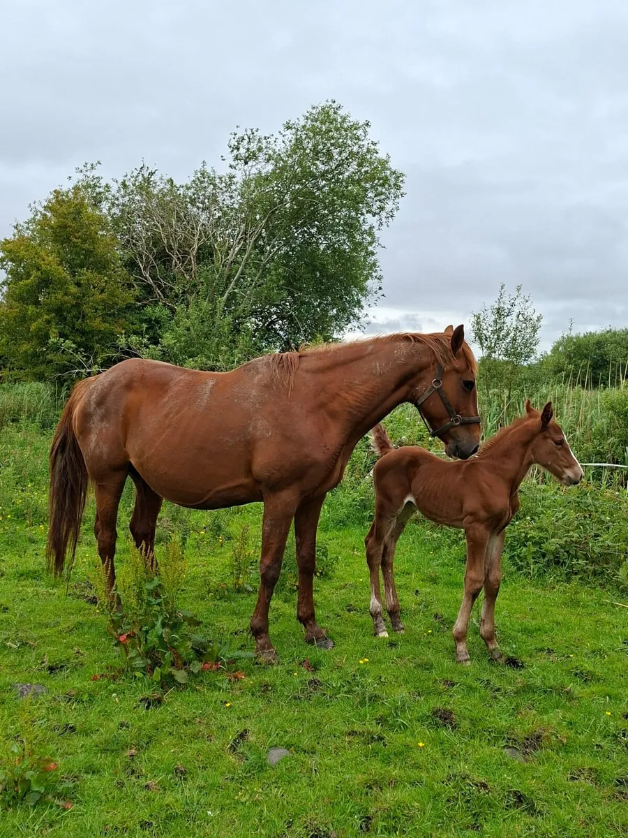Mare and foal - Image 3