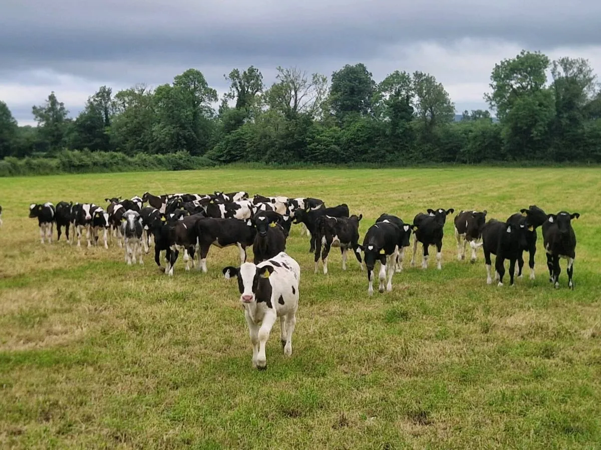 Friesian heifer calves - Image 1