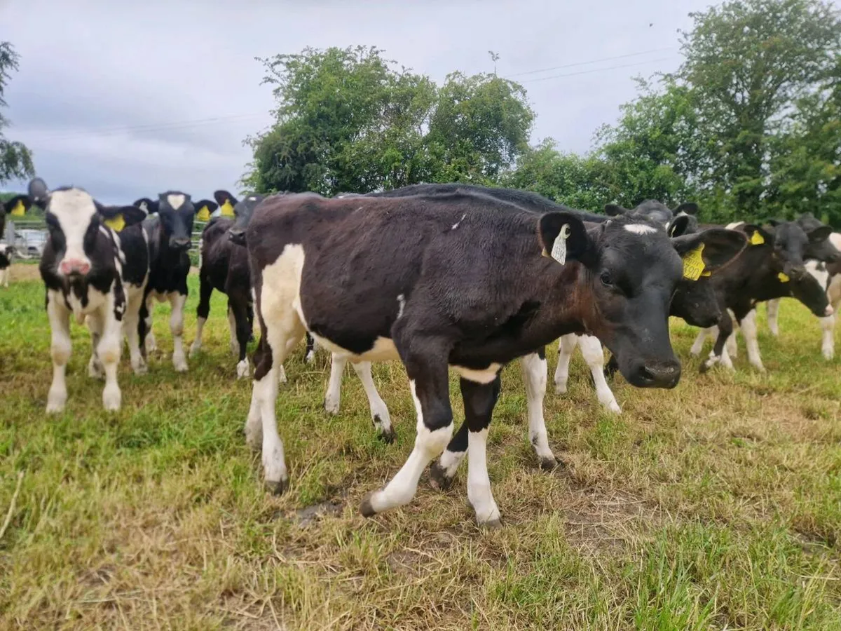 Friesian heifer calves - Image 3