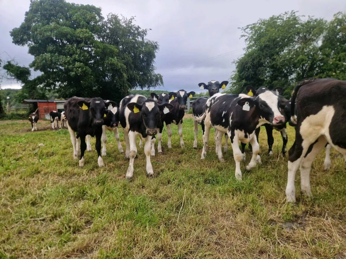 Friesian heifer calves - Image 2