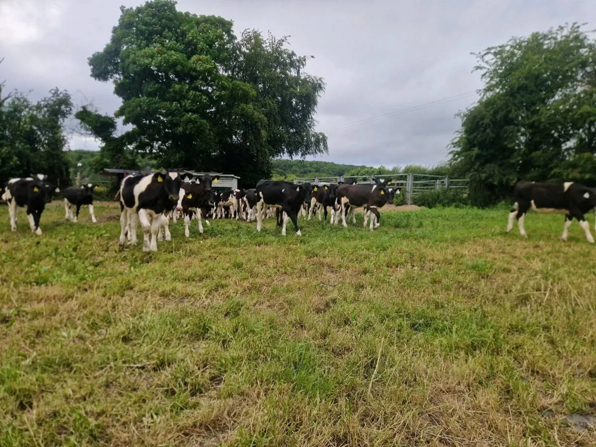 Friesian heifer calves - Image 4