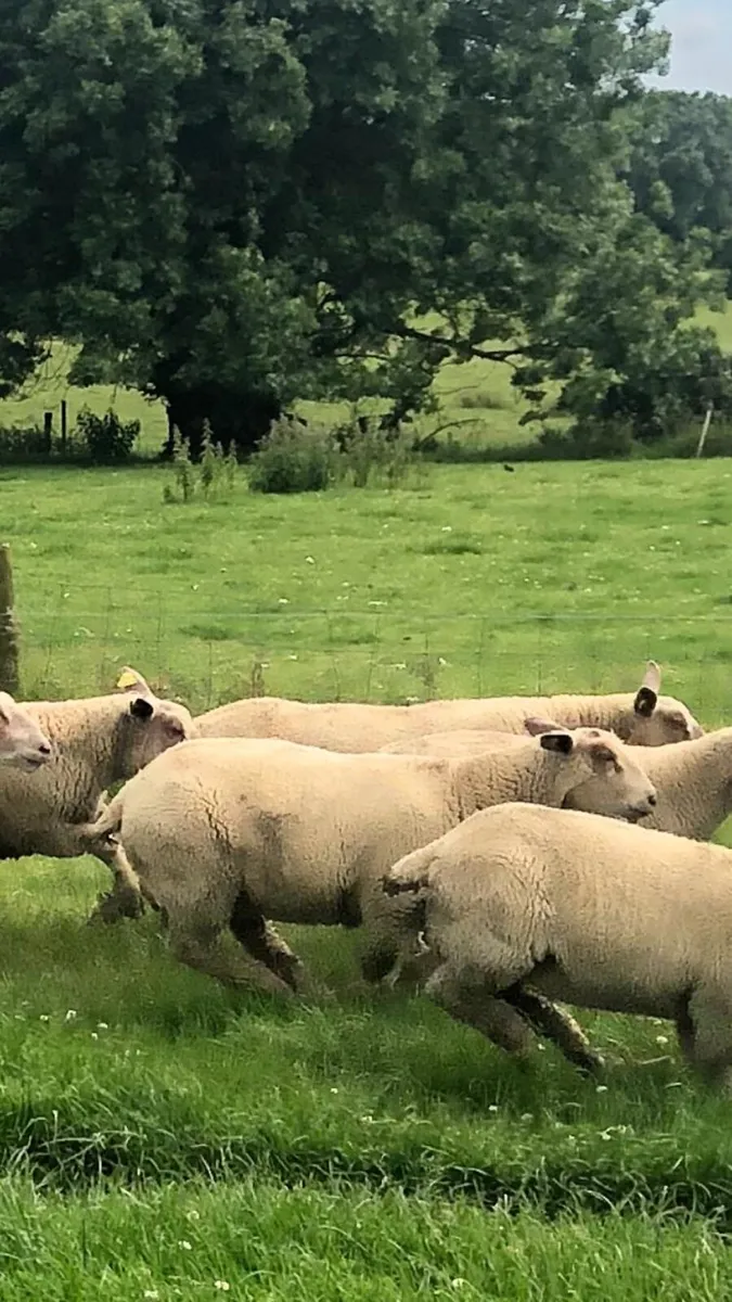 Pedigree Charolais Registered Ewe lambs - Image 3
