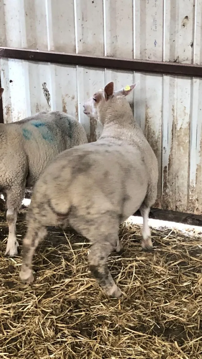 Pedigree Charolais Registered Ewe lambs - Image 4