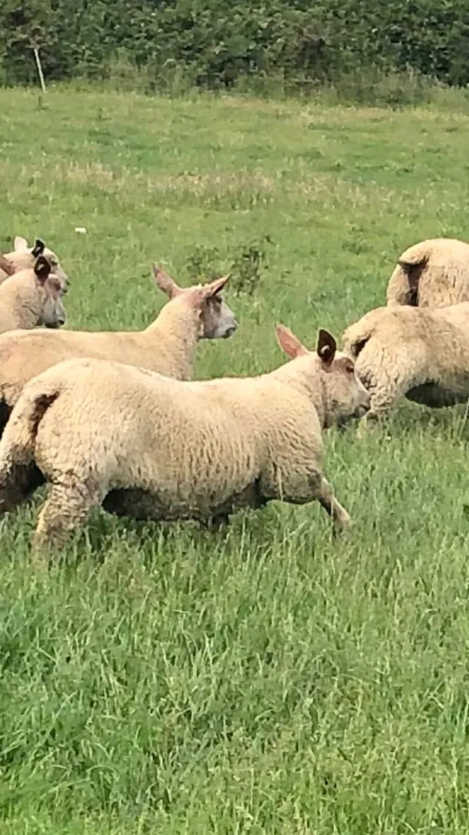 Pedigree Charolais Registered Ewe lambs - Image 1