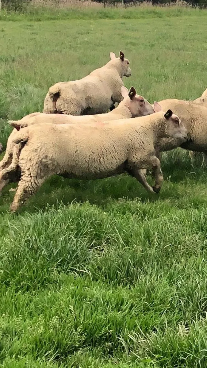 Pedigree Charolais Registered Ewe lambs - Image 2