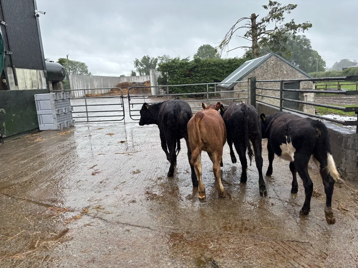 4 limosin yearling heifers - Image 1