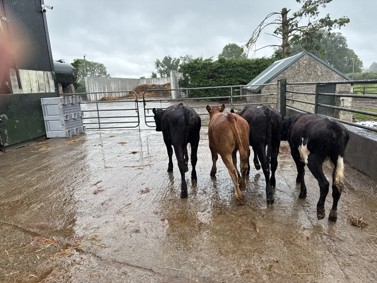 4 limosin yearling heifers - Image 2