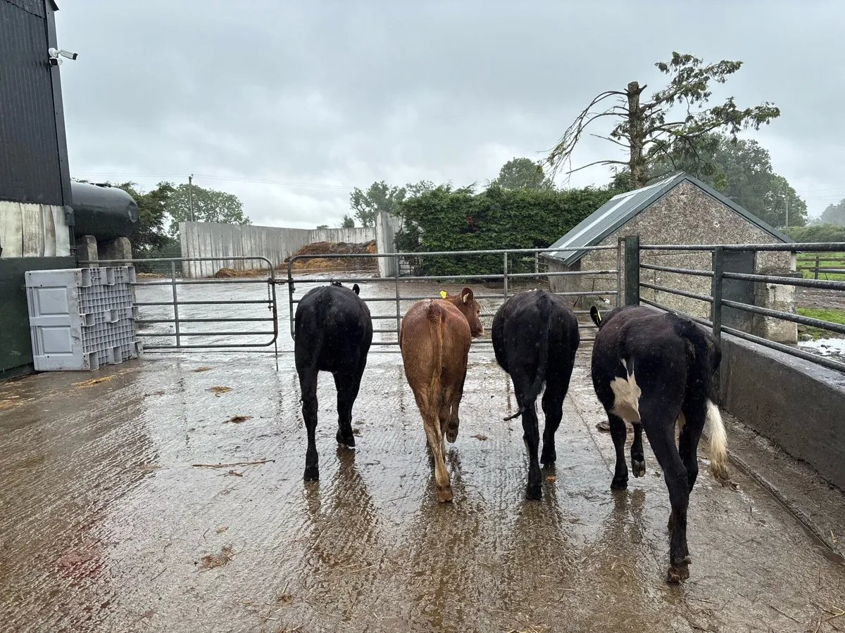 4 limosin yearling heifers - Image 4