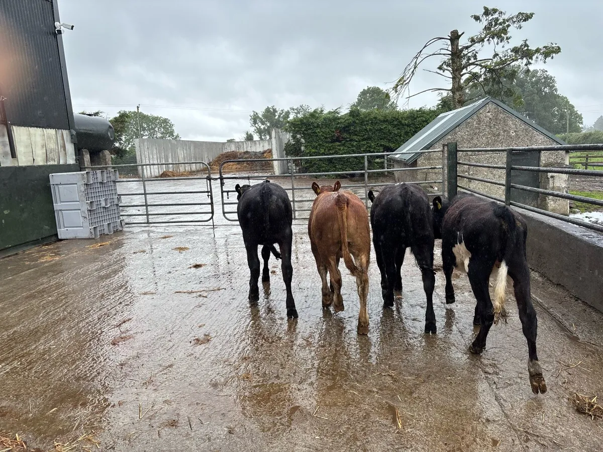 4 limosin yearling heifers - Image 3