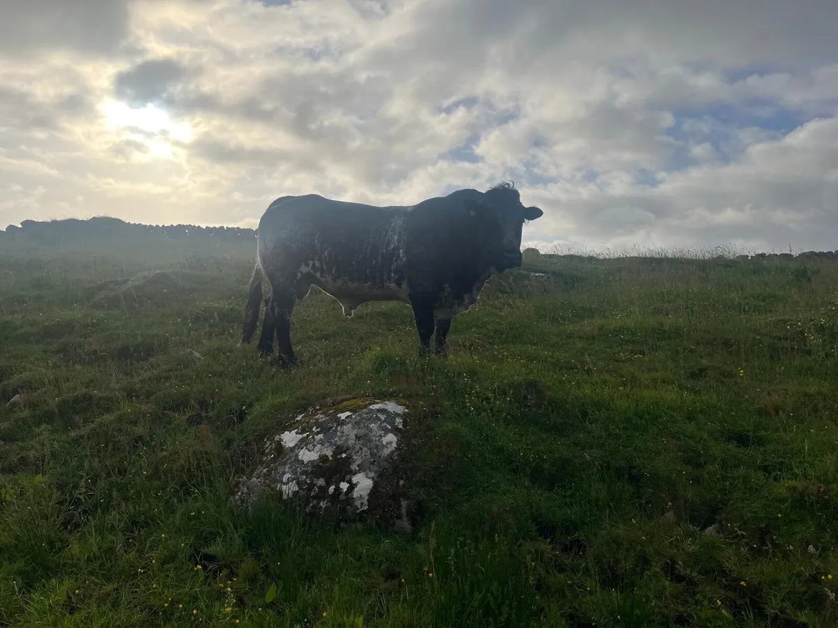 Angus Cow and heifer calf - Image 3