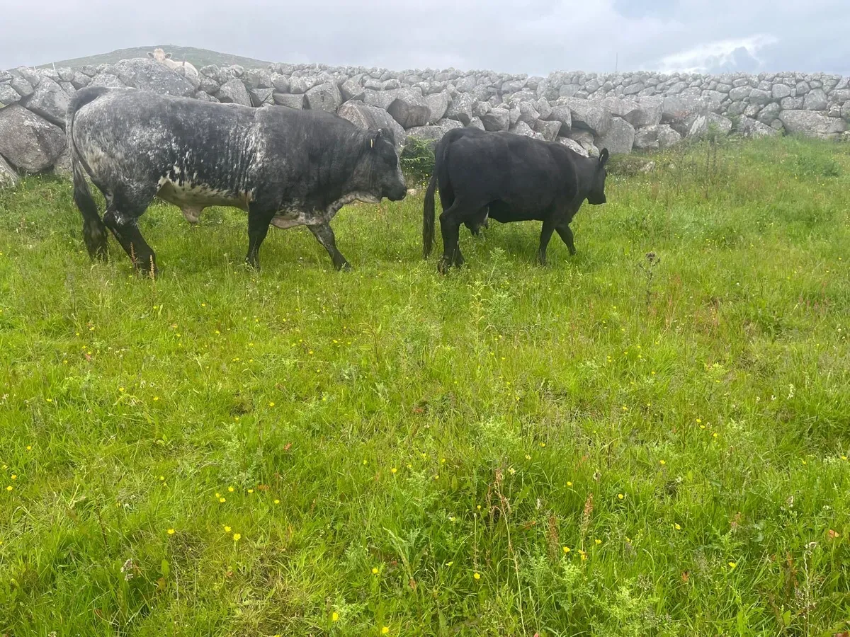 Angus Cow and heifer calf - Image 4