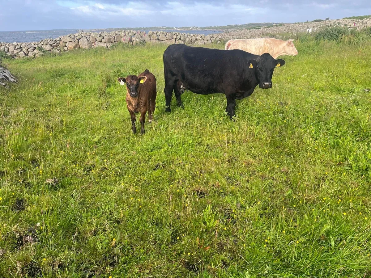 Angus Cow and heifer calf - Image 1