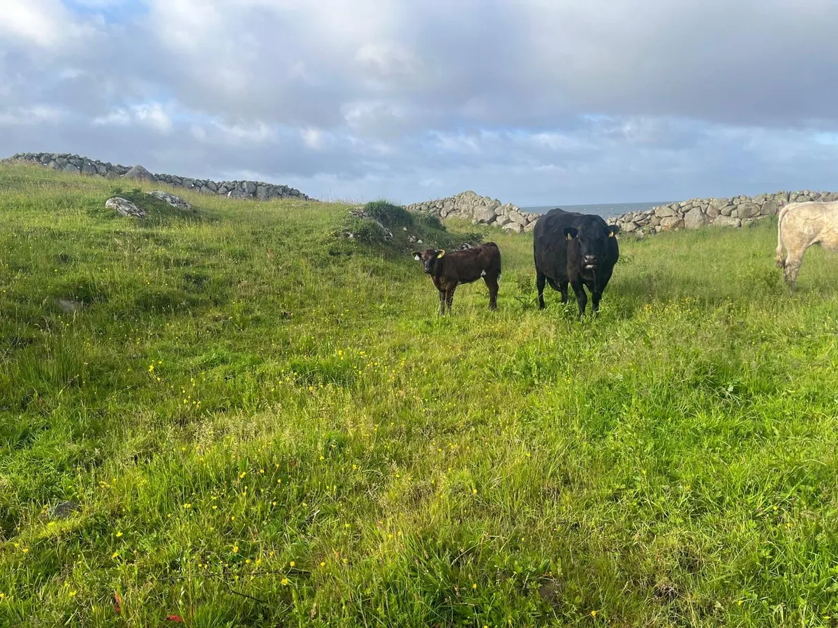 Angus Cow and heifer calf - Image 2