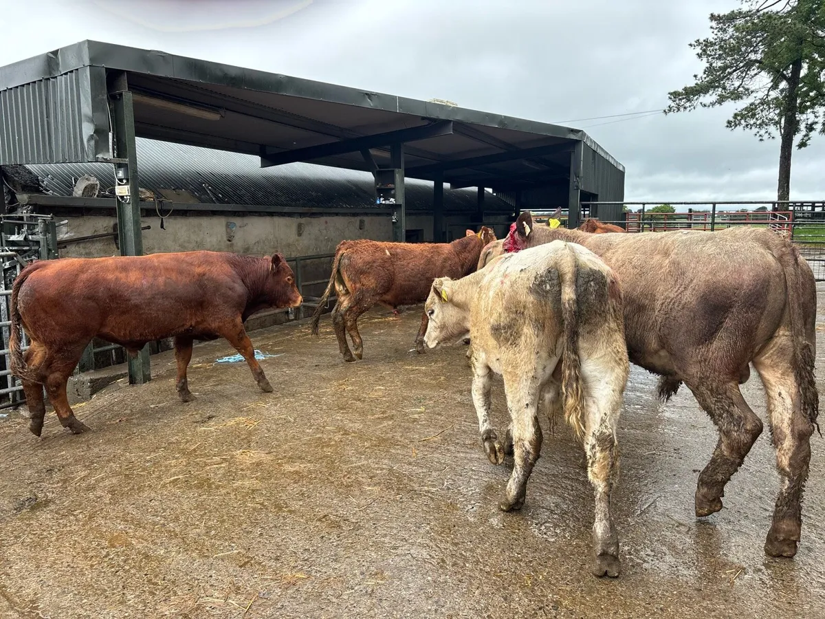 8 super 350 kg continental bullocks - Image 1