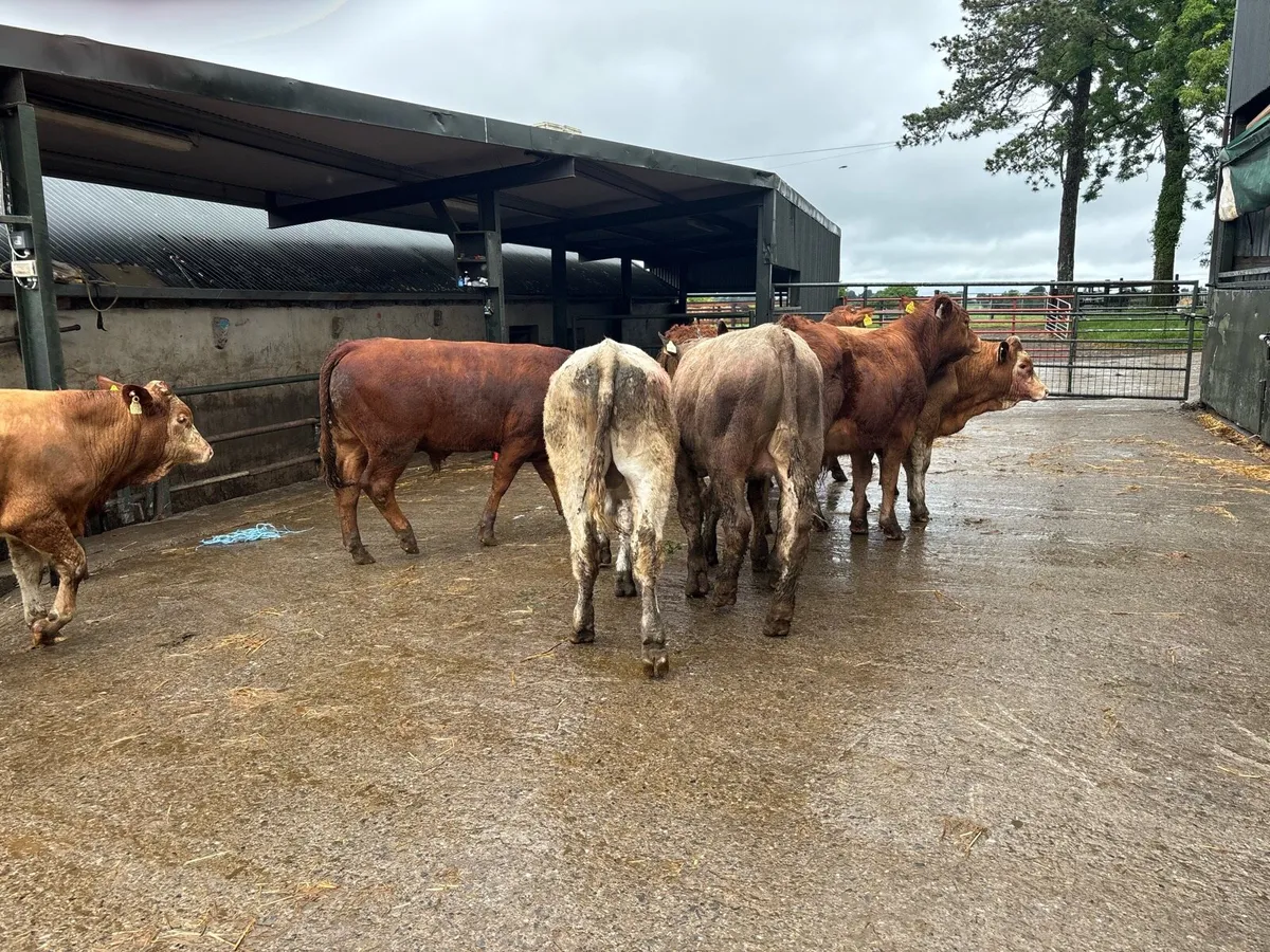 8 super 350 kg continental bullocks - Image 3