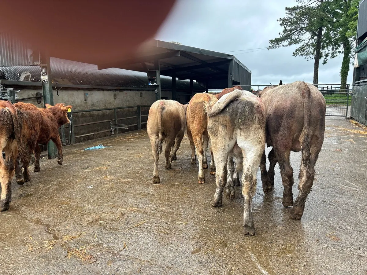 8 super 350 kg continental bullocks - Image 4