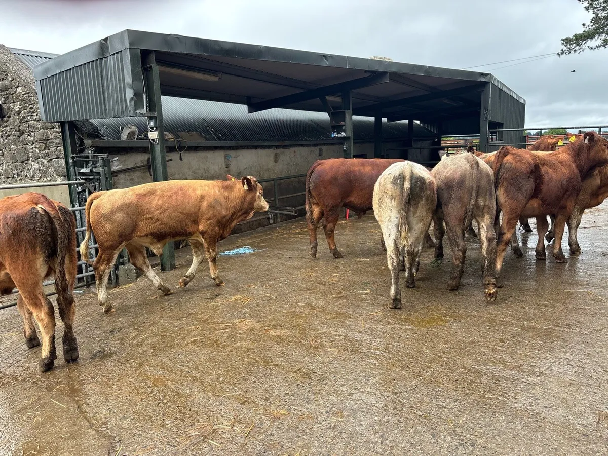 8 super 350 kg continental bullocks - Image 2