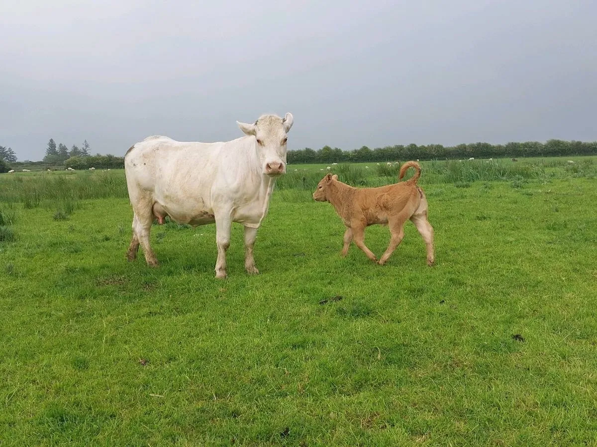 Organic Cows & Calves for Drumshambo  on Saturday - Image 2