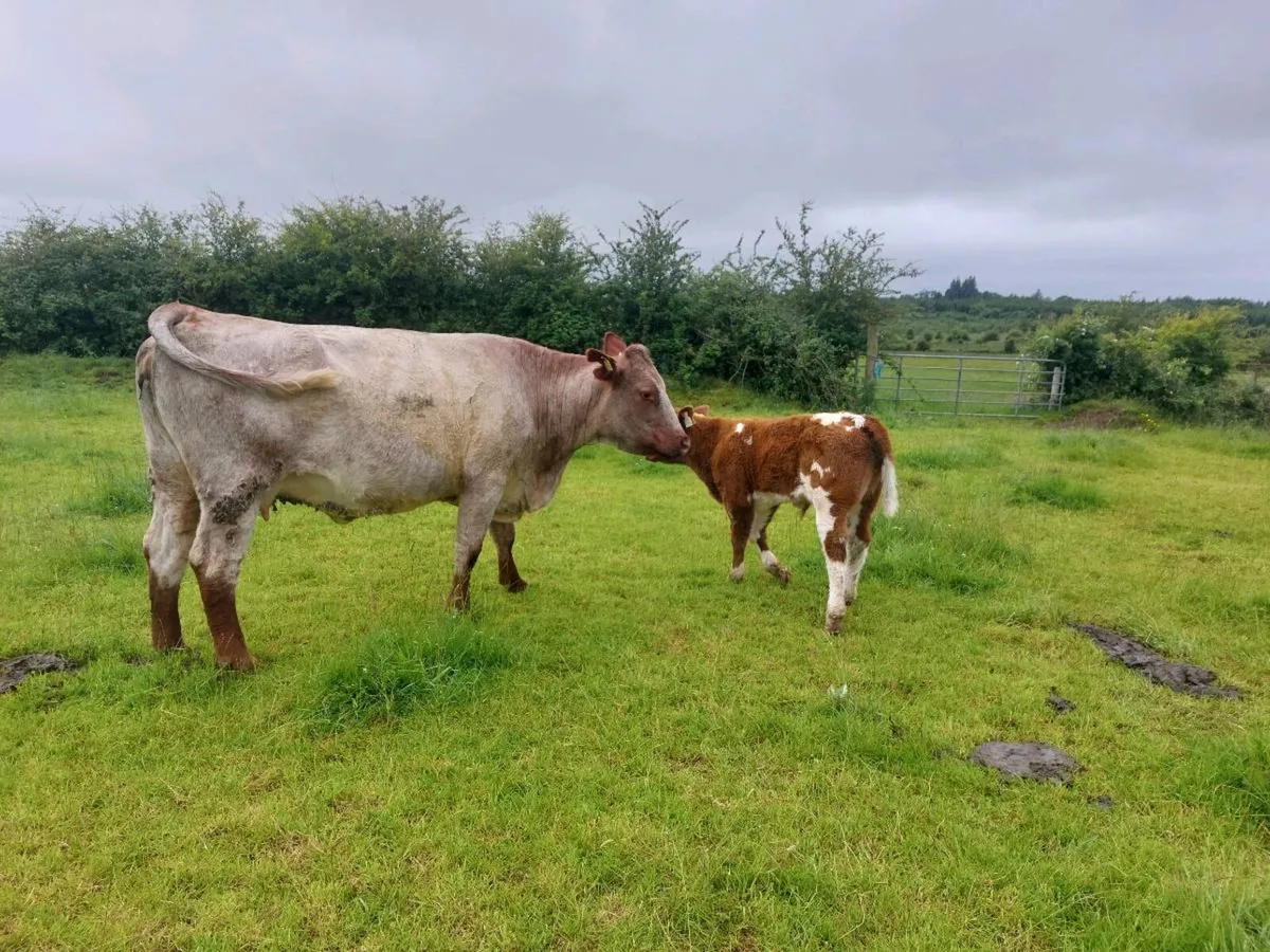Organic Cows & Calves for Drumshambo  on Saturday - Image 3