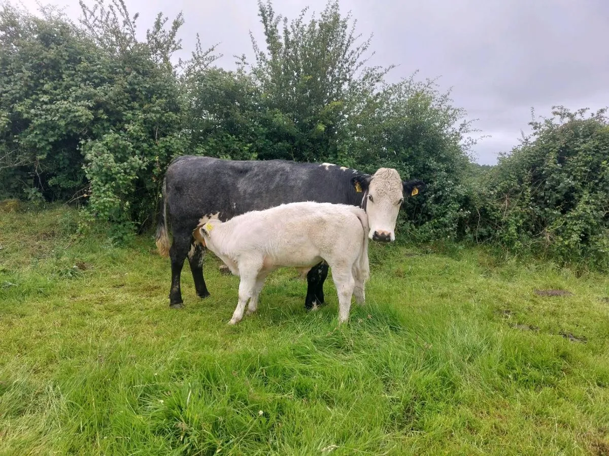 Organic Cows & Calves for Drumshambo  on Saturday - Image 4