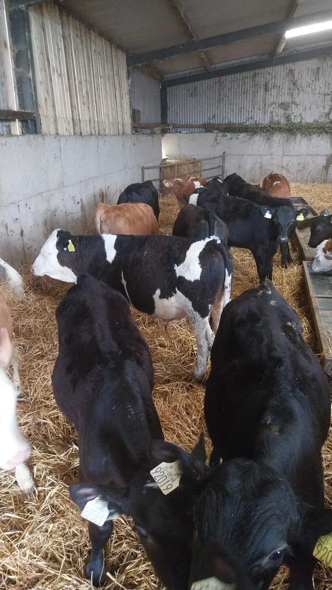 Reared calves - Image 1