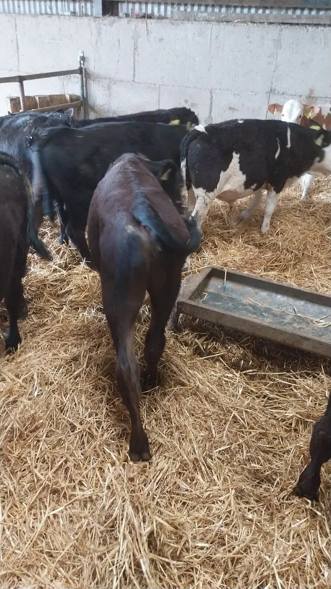 Reared calves - Image 2