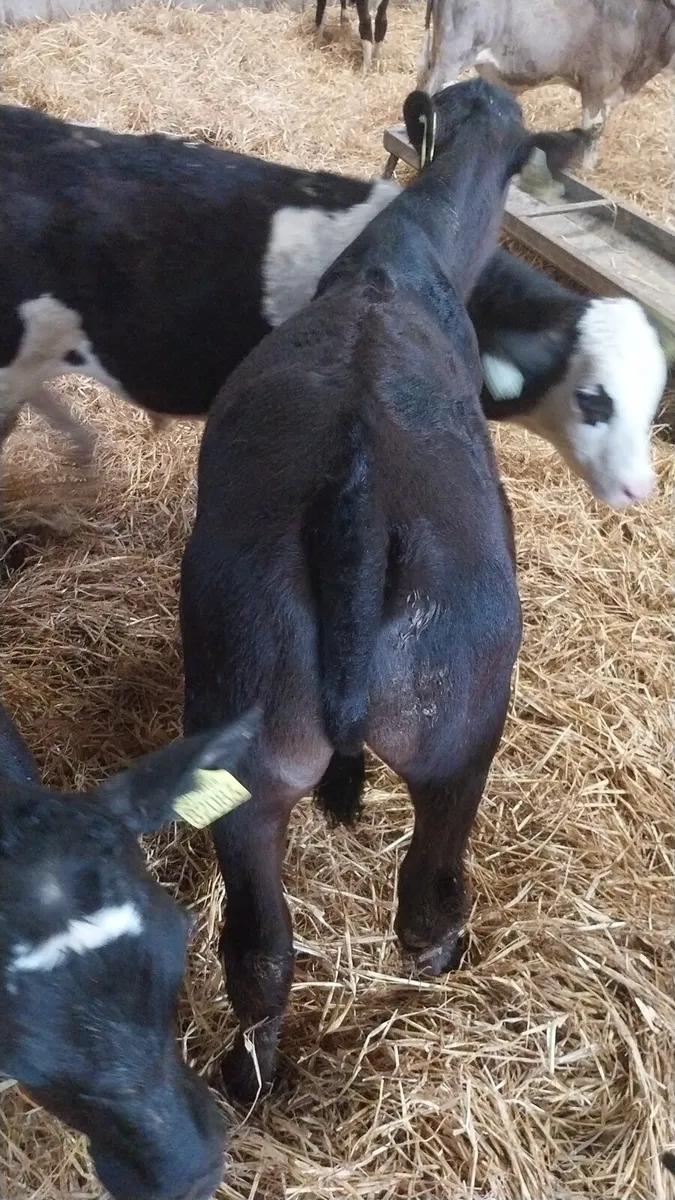 Reared calves - Image 3