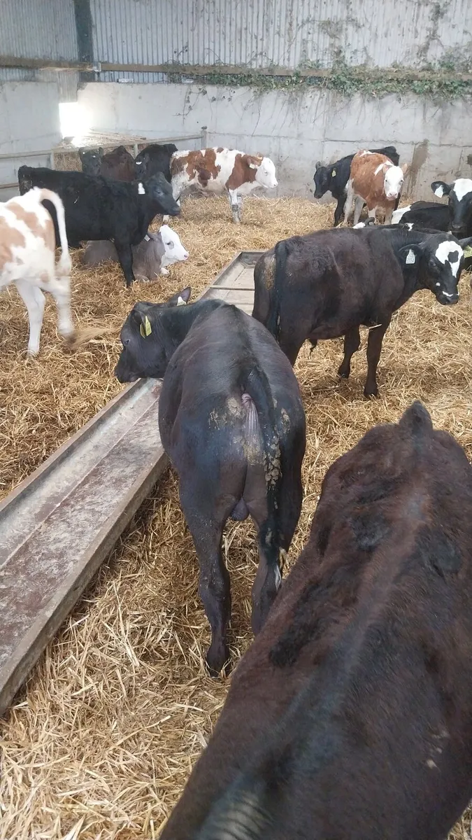 Reared calves - Image 4