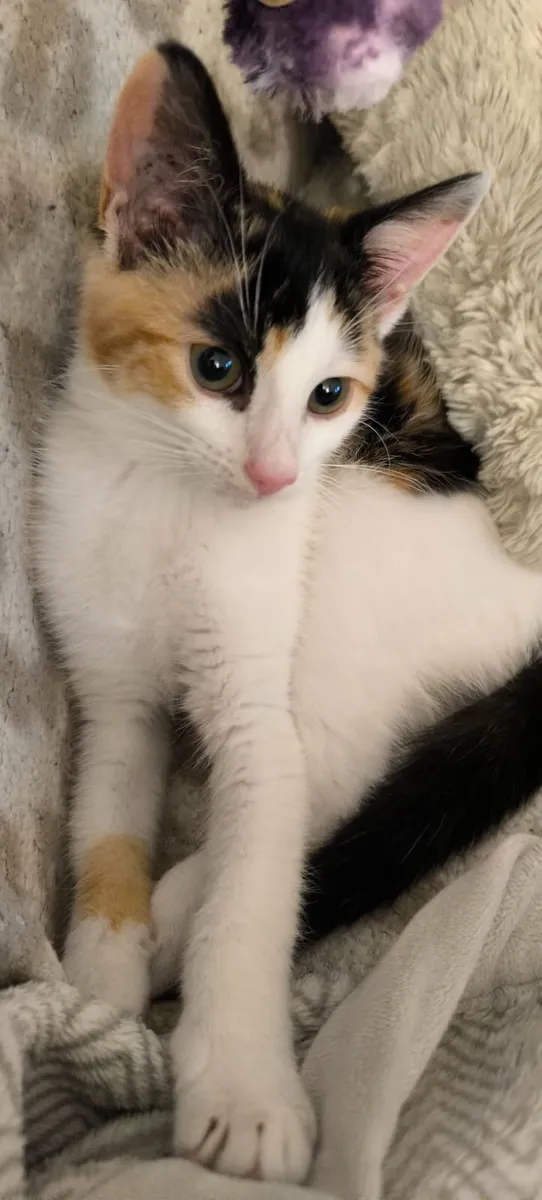 Kitten - Image 1