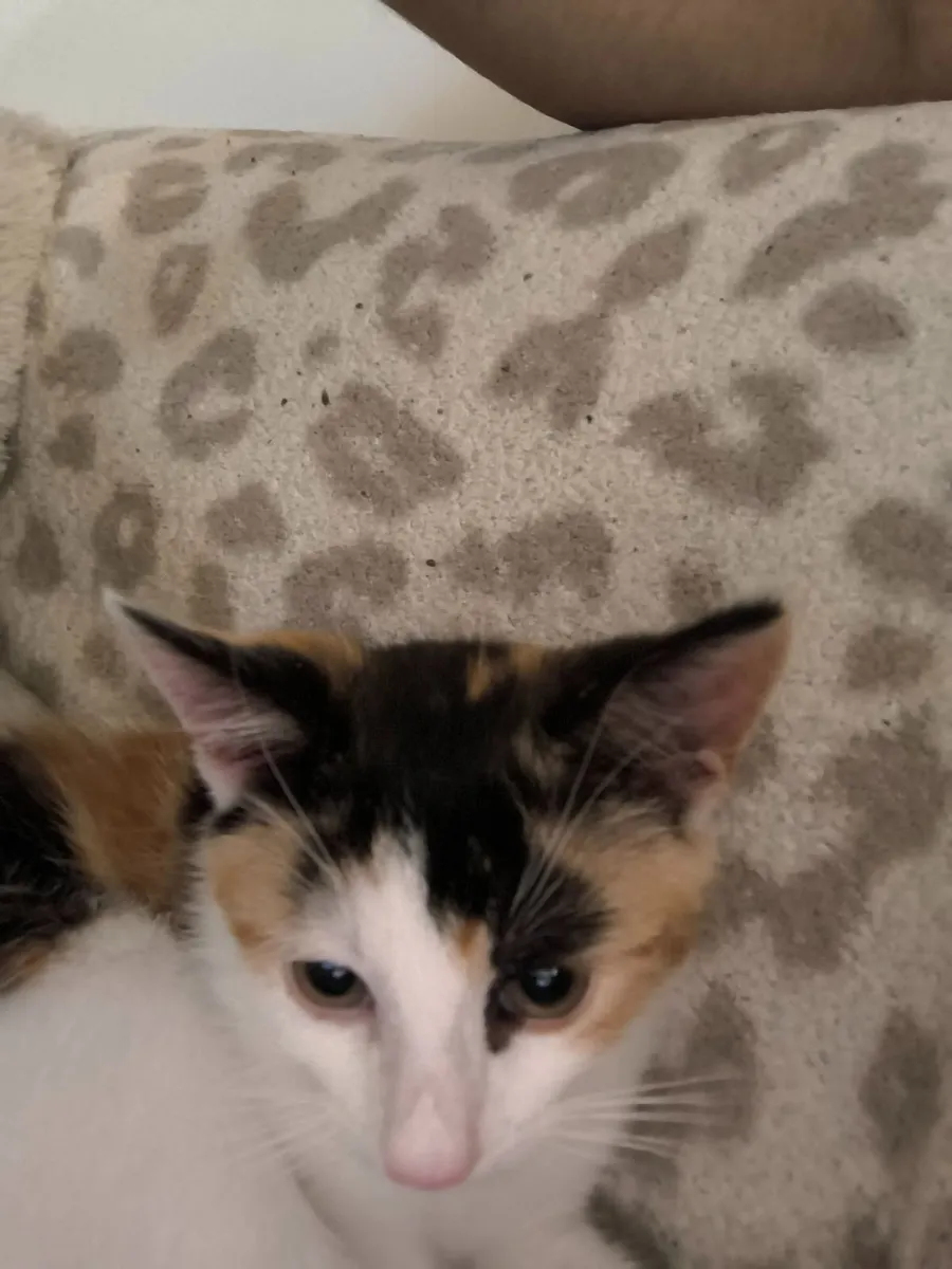 Kitten - Image 2