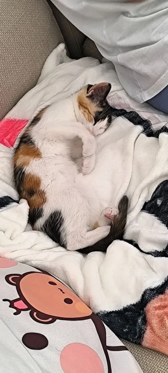 Kitten - Image 3