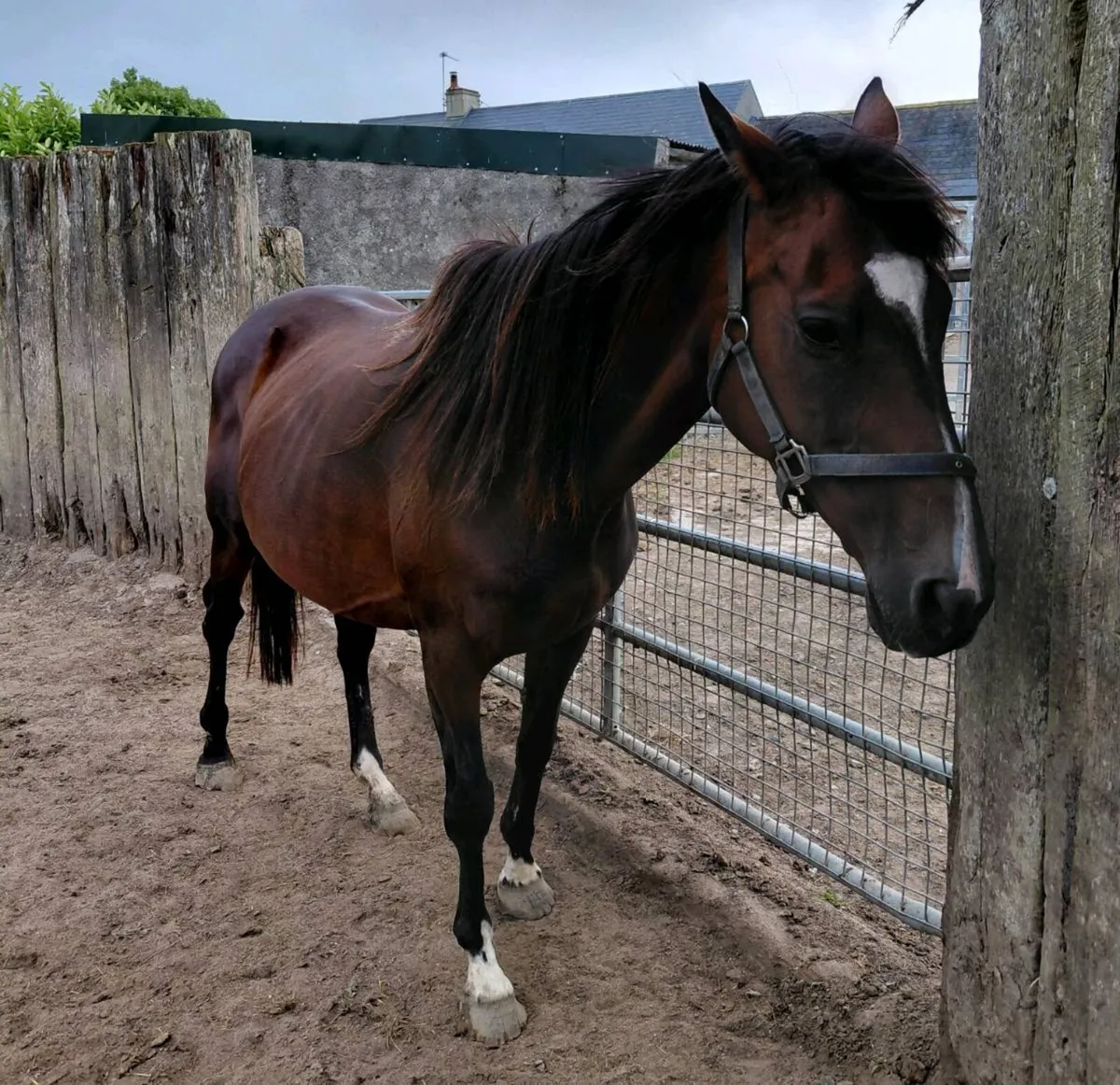 TB mare scanned in foal to cob - Image 3