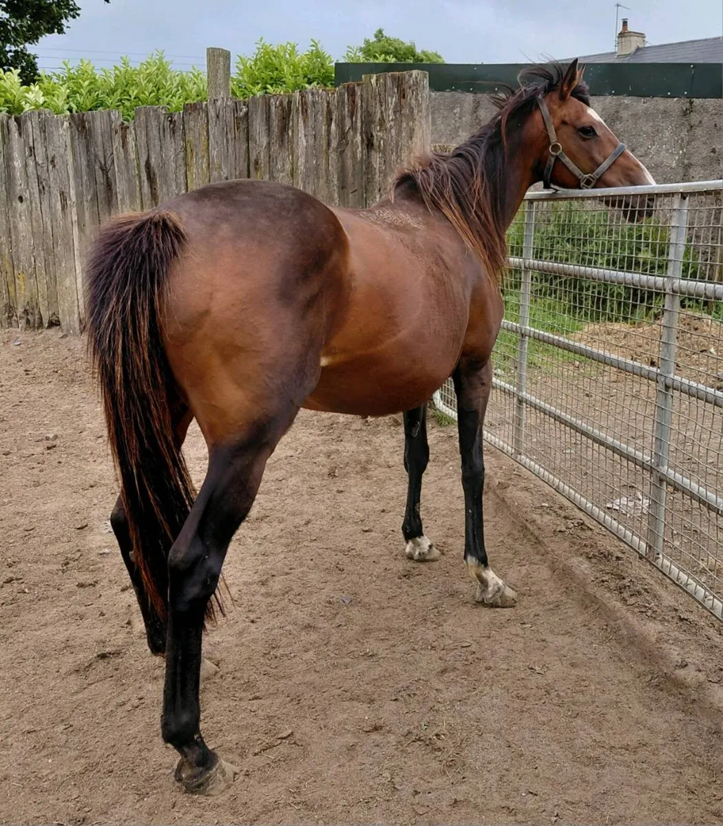 TB mare scanned in foal to cob - Image 4