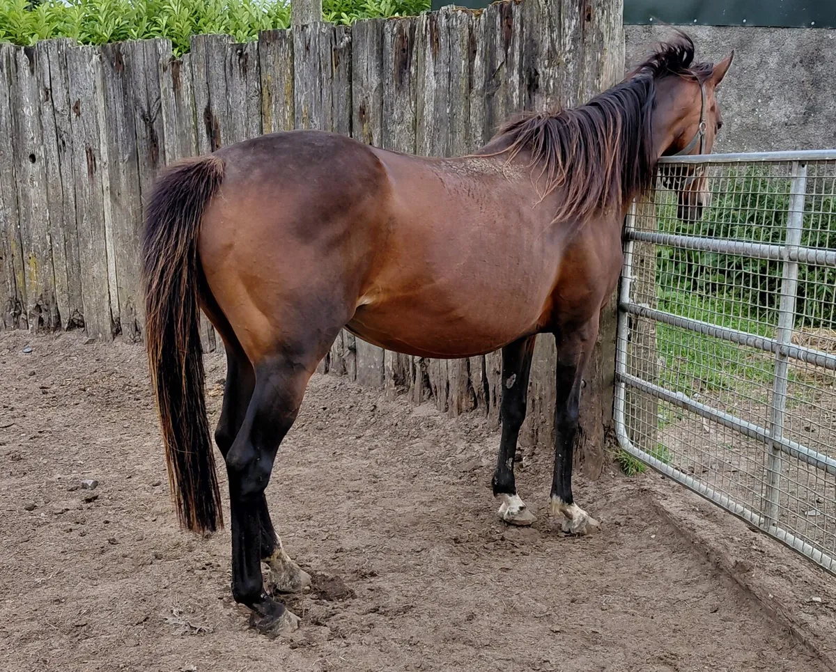 TB mare scanned in foal to cob - Image 2