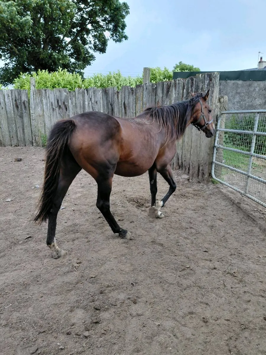 TB mare scanned in foal to cob - Image 1
