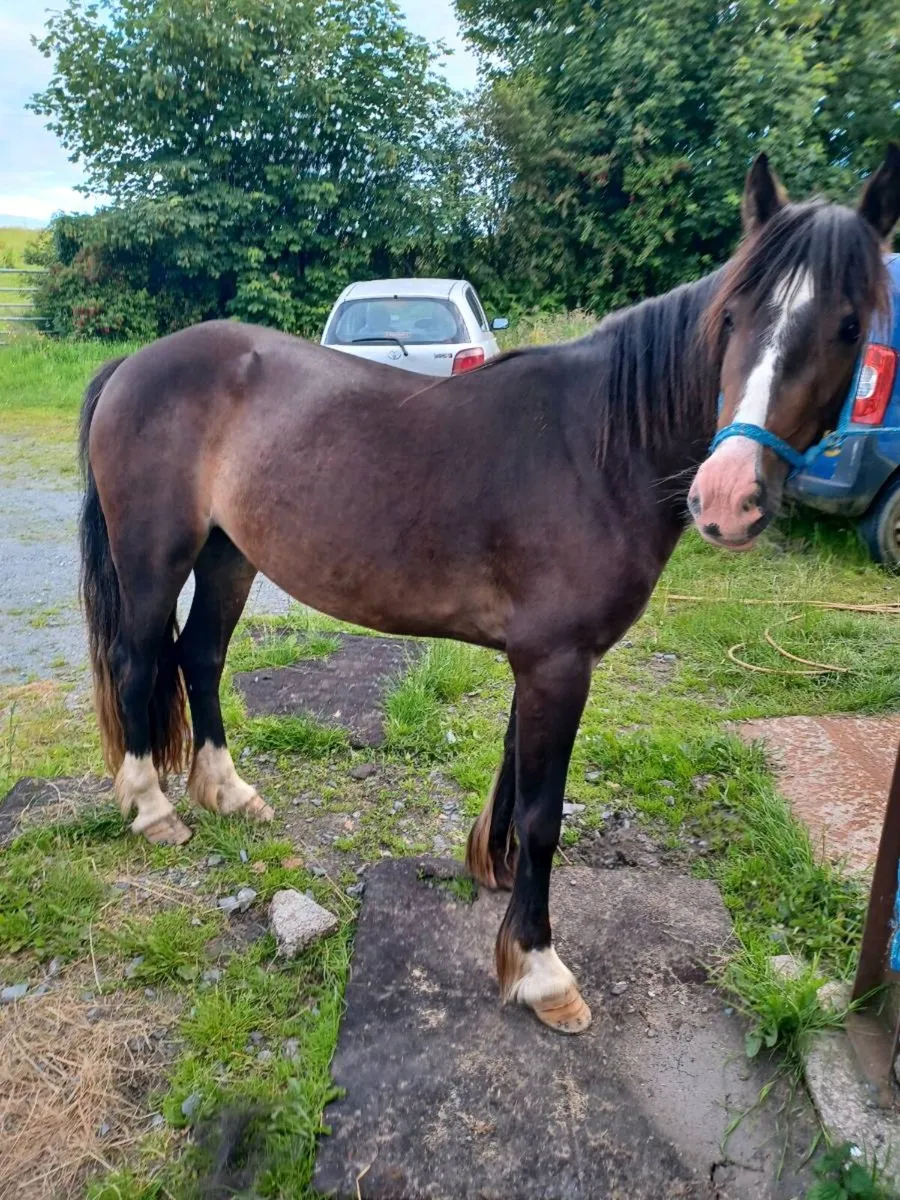 Filly - Image 1