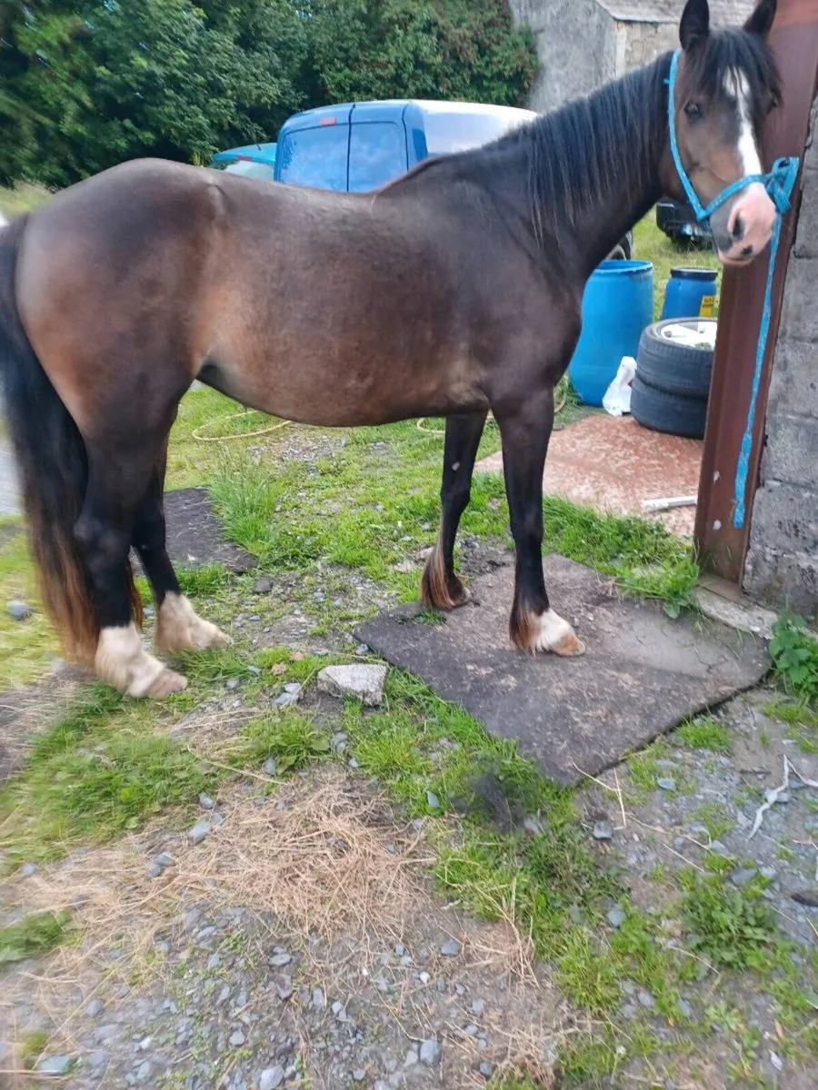 Filly - Image 2