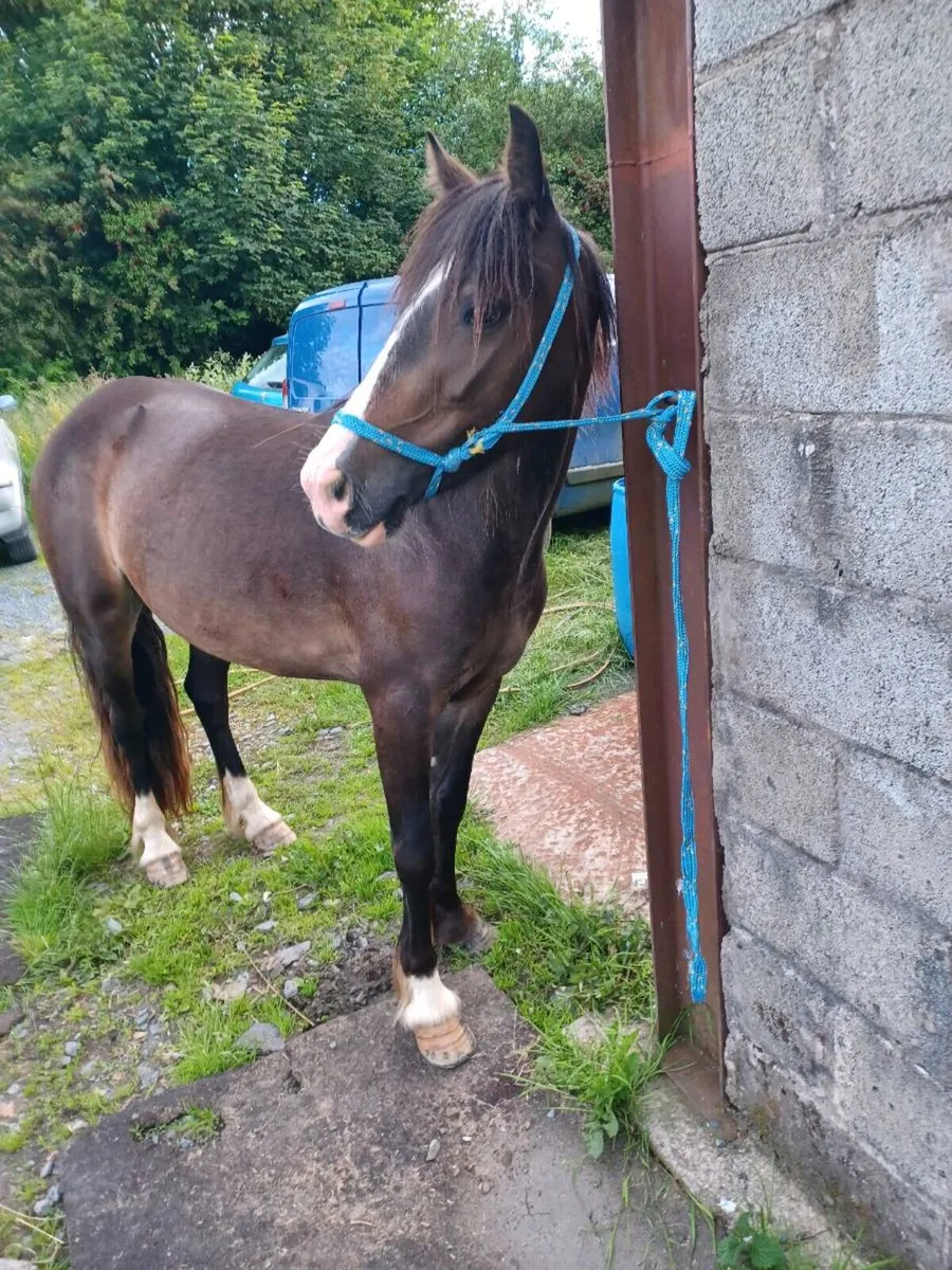 Filly - Image 4