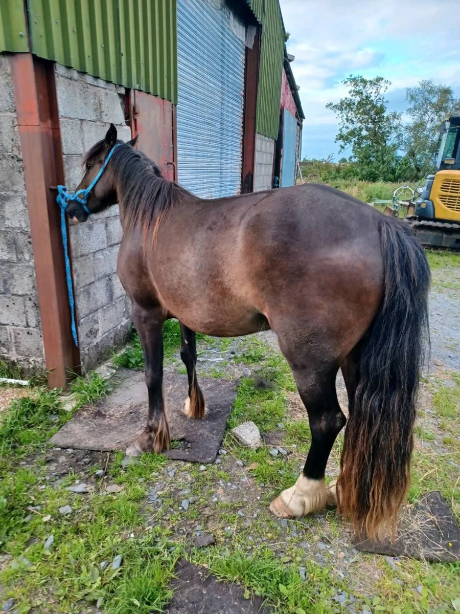 Filly - Image 3