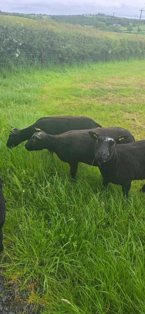 Blue Texel x Dutch Spotted - Image 4